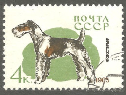 XW01-1720 Russia Dog Hund Chien Cane Perro Fox Terrier - Dogs