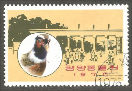 XW01-1647 Korea Pheasant Faisan Bird Vogel Uccello Oiseau - Gallinaceans & Pheasants