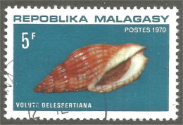 XW01-1636 Madagascar Coquillage Muschel Shell Schaltier Crostacei - Schelpen