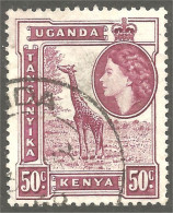 XW01-1627 Kenya Tanganyika Uganda Giraffe Girafe Jirafa - Jirafas