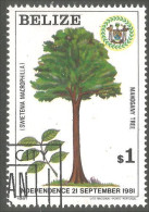 XW01-1569 Belize Arbre Mahogany Tree Baum Arbor - Trees