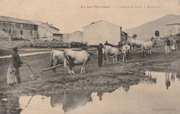 Montaillou Près D'Ax-les-Thermes, Attelage De Boeufs, Document Très Rare - Other & Unclassified