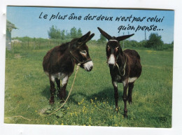 ânes - Le Plus âne Des Deux N'est Pas Celui Qu'on Pense - âne - Donkeys