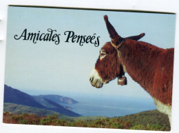 ânes - Amicales Pensées - âne - Burros