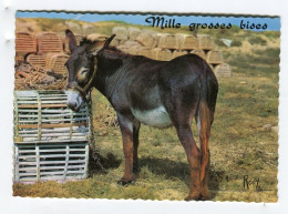 ânes - Mille Grosses Bises - âne - Esel