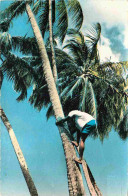 Martinique - Récolte Des Cocos - Mention Photographie Véritable - Carte Dentelée - CPSM Format CPA - Voir Scans Recto-Ve - Altri & Non Classificati