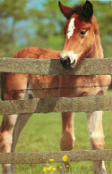 Format Spécial - 160 X 103 Mms - Animaux - Chevaux - Poulain - Etat Carte Mal Découpée - Frais Spécifique En Raison Du F - Paarden