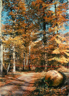 77 - Fontainebleau - Forêt De Fontainebleau - La Forêt En Automne - CPM - Voir Scans Recto-Verso - Fontainebleau