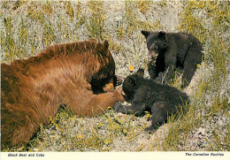 Animaux - Ours - Ours Noir - Ourson - Bear - CPM - Voir Scans Recto-Verso - Orsi