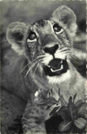 Animaux - Fauves - Lion - Faune Africaine - Lionceau - Mention Photographie Véritable - Carte Dentelée - CPSM Format CPA - Leoni