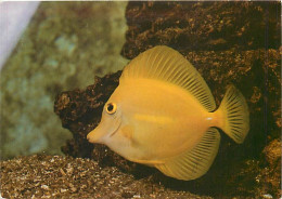 Animaux - Poissons - Aquarium De Port Canet - A1 - Zebrasoma Xanthurum - CPM - Voir Scans Recto-Verso - Fish & Shellfish