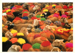 Animaux - Moutons - Randonnée En Montagne - Hungry Color - CPM - Voir Scans Recto-Verso - Sonstige & Ohne Zuordnung