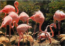 Animaux - Oiseaux - Flamants Roses - CPM - Voir Scans Recto-Verso - Vögel