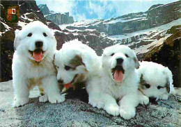 Animaux - Chiens - Chiots Des Pyrénées - CPM - Voir Scans Recto-Verso - Chiens