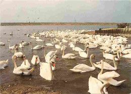 Animaux - Oiseaux - Cygnes - CPM - Voir Scans Recto-Verso - Vögel