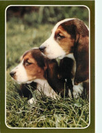 Chiens - CPM - Voir Scans Recto-Verso - Perros