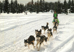 Chiens - CPM - Voir Scans Recto-Verso - Dogs