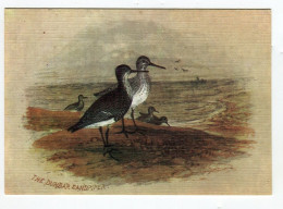 Oiseaux De Mer Bécasseau - Dessin - The Dunbar Sandpiper - Vogels