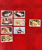 SUEDE ISO 1973 7v Neuf MNH ** 1 Obli YT Mi  Pez Fish Peixe Fisch Pesce Poisson SWEDEN - Fishes
