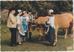 Région : La  Bretagne :  Cercle De  REDON , Vache - Bretagne