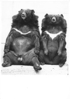 PHOTOGRAPHE; Walter SITTIG - COUPLE D'OURS - édition De Luxe BRUNOTT FITTING IMAGE - Fotografie