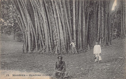 India - MADURAI - Giant Bamboos - Publ. Messageries Maritimes 72 - Inde