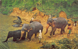 Sril Lanka - Elephants Bathing Near Kandy - Publ. Ceylon Pictorials CP-4 - Sri Lanka (Ceylon)