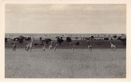 Kenya - Herd Of Giraffes - REAL PHOTO - Publ. Martin Johnson  - Kenya
