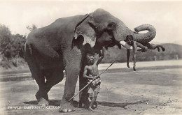 SRI LANKA - Temple Elephant - Publ. Plâté Ltd. 40 - Sri Lanka (Ceilán)