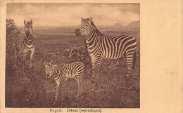 Angola - Zebras - Publ. Carvalho & Freitas 646 - Angola