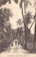 Sri Lanka - Coconut Trees Alley - Publ. Unknown  - Sri Lanka (Ceilán)