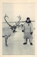 Usa - ALASKA - Reindeer - Altri & Non Classificati