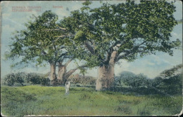 Ae725 Cartolina Cpa Ex Colonie Somalia Esposizione 1911 Baobab - Other & Unclassified