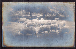 France - Circa 1915 - Moutons Sous Les Tilleuls - Autres & Non Classés