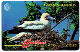 Cayman Islands - Red Footed Booby - 11CCID - Cayman Islands