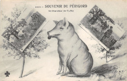 24-CHERCHEUR DE TRUFFES DU PERIGORD-N°362-C/0343 - Andere & Zonder Classificatie