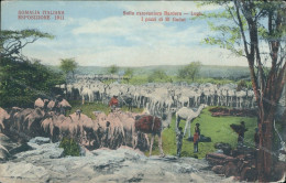 Ae731 Cartolina Cpa Ex Colonie Somalia Esposizione 1911 Carovaniera Bardera - Autres & Non Classés