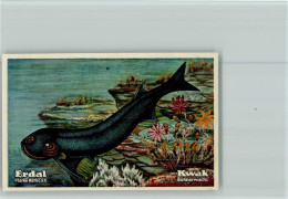 40119011 - Fischen / Angeln Erdal-Kwak Sammelbild - Pesca