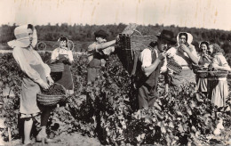 71-TOURNUS-LES VENDANGES-N°373-D/0269 - Sonstige & Ohne Zuordnung