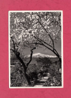 Taormina, Mandorli In Fiore E L'Etna. Nuova, Verso Diviso, Ed. Foto Licari N°03- Vera Fotografia. - Altri & Non Classificati