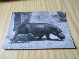 Paris (75).Parc Zoologique - Hippopotame Et Son Petit. - Parken, Tuinen