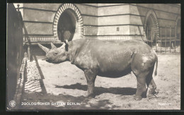 AK Berlin, Zoologischer Garten, Nashorn  - Rhinozeros