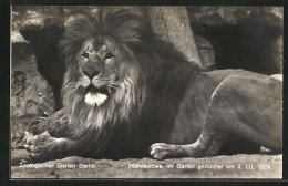 AK Berlin, Zoologischer Garten, Mähnenlöwe Im Garten Gezüchtet 1924  - Tigri