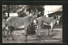 AK Berlin, Zoologischer Garten, Grevy-Zebras Aus Abessinien  - Zebras