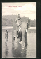 AK Tempel-Elefant Aus Ceylon Mit Seinem Mahut  - Olifanten