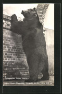 AK Berlin, Zoologischer Garten, Männlicher Alaska-Riesenbär  - Bären
