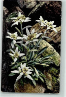 39612411 - Leontopodium Alpinum Edelweiss Alpenflora Serie 518 Nr. 884 - Other & Unclassified