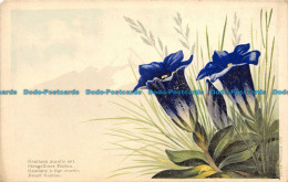 R111190 Gentiana Acaulis Aut - Welt