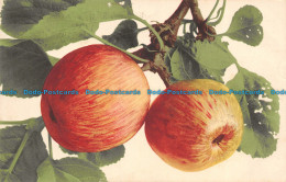 R110102 Old Postcard. Apples. B. Hopkins - Welt