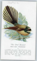 50810111 - Piwakawaka - Birds
